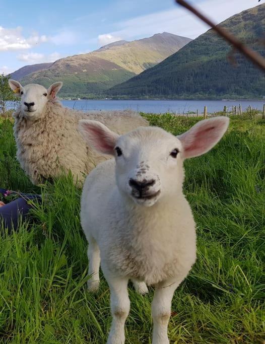 Roe Deer Cottage Near Glencoe Fort William Extérieur photo